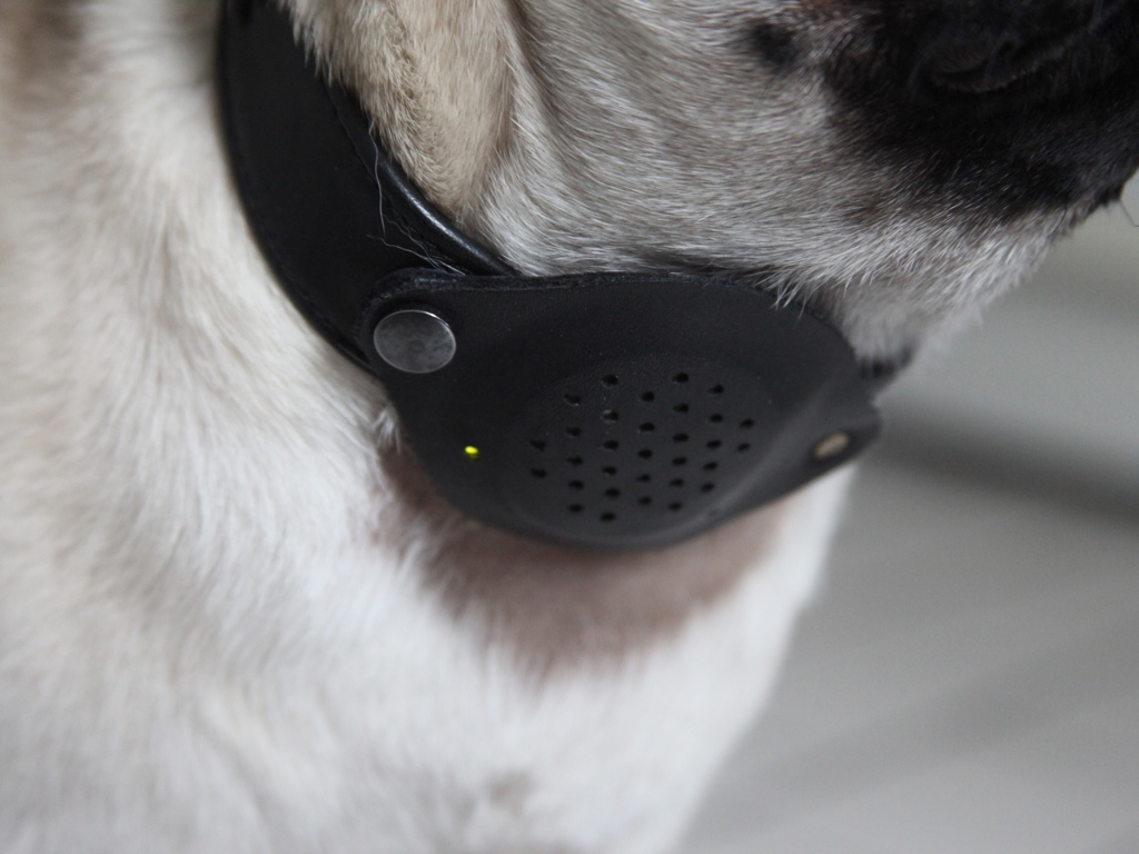 Dog & Bone, Max Mollon