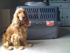 Duke + Cage w/Live Animal stickers