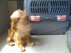 Duke + Cage w/Live Animal stickers