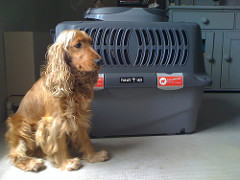 Duke + Cage w/Live Animal stickers