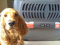 Duke + Cage w/Live Animal stickers