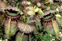 Cephalotus Cephalotus